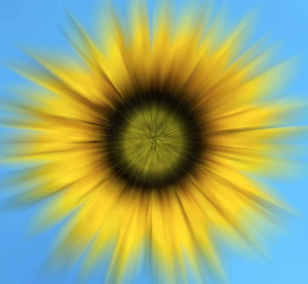 Sun flower — Stock Photo, Image