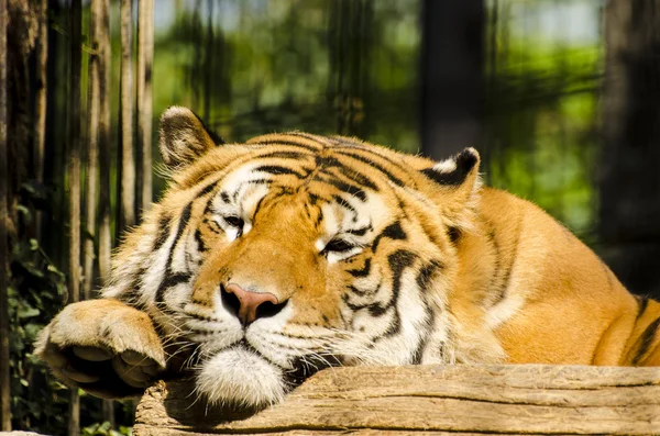 Sleeping tiger — Stock Photo, Image