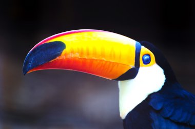 tukan