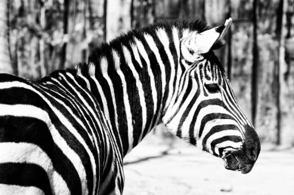 zebra çizgileri