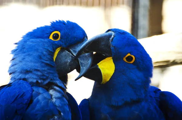 Попугаи целуются — стоковое фото