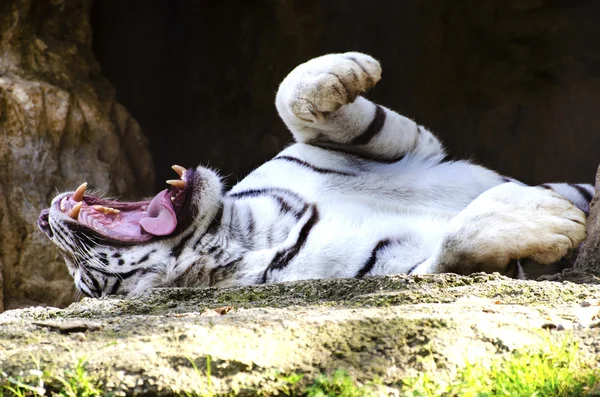 White TIger — Stock Photo, Image