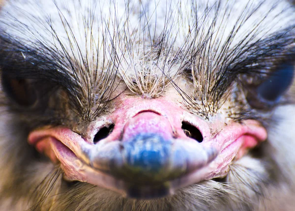 Lustiger Strauß — Stockfoto