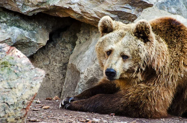 Lazy Bear — Stock Photo, Image