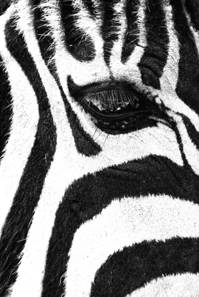 Zebra Stipes — Stock Photo, Image