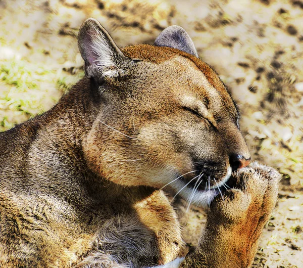 Puma Chuckle — Stock Photo, Image