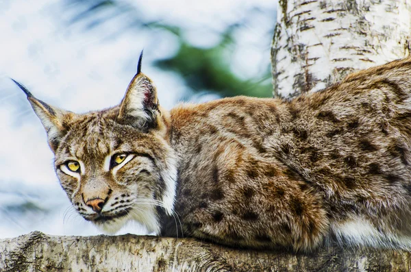 Luchs — Stockfoto