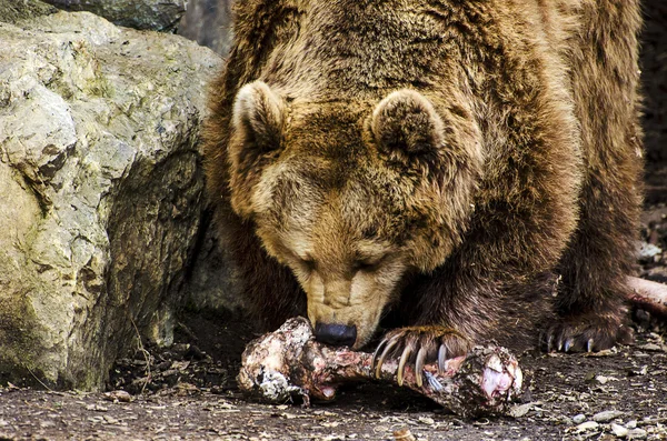 Hungry Bear — Stock Photo, Image