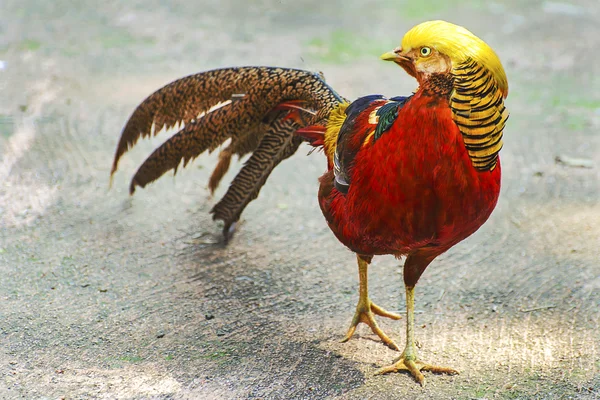 Golden Pheasant — Stock Photo, Image