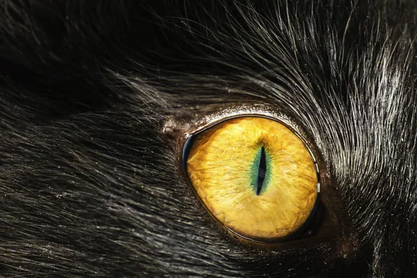 눈 고양이 — 스톡 사진