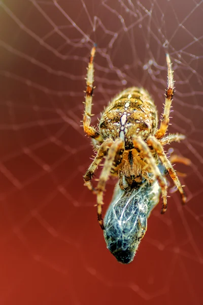 Spinnenfresser — Stockfoto