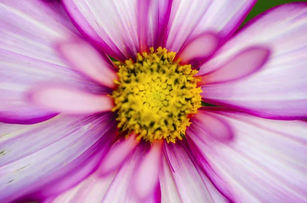 Flor del poema — Foto de Stock