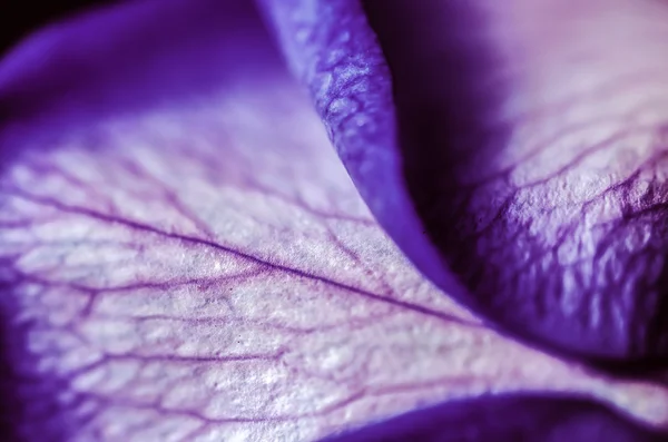 Violet Rose — Stock Photo, Image