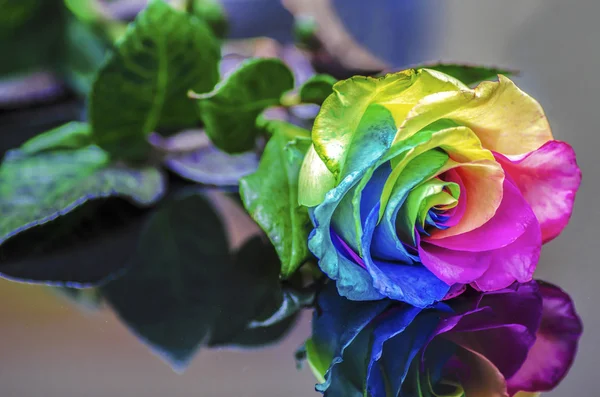 Reflexion der Regenbogenrose — Stockfoto