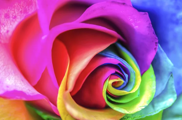 Arco-íris Rose Close Up — Fotografia de Stock