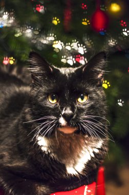 kedi baskı ile