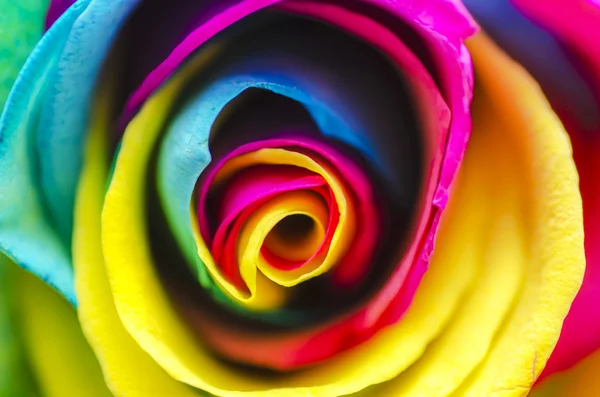 Rainbow Flower Rose Square — Stock Photo, Image
