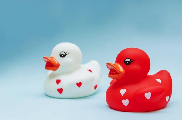 Duck Friends — Stock Photo, Image