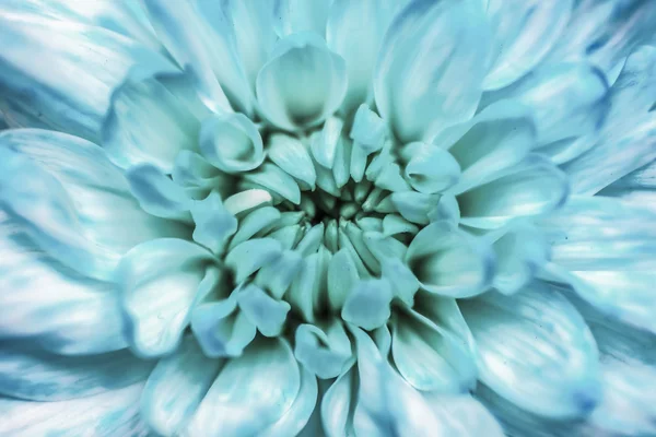 Flor azul — Foto de Stock