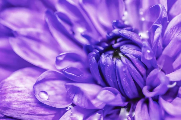 Violette Blüte — Stockfoto