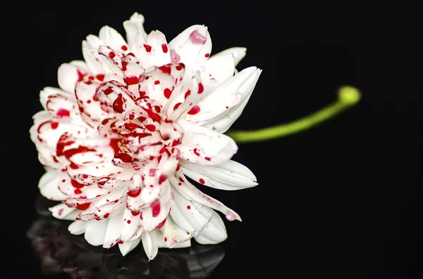 Кровавый цветок — стоковое фото