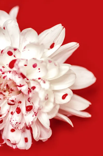 Белый кровавый цветок — стоковое фото