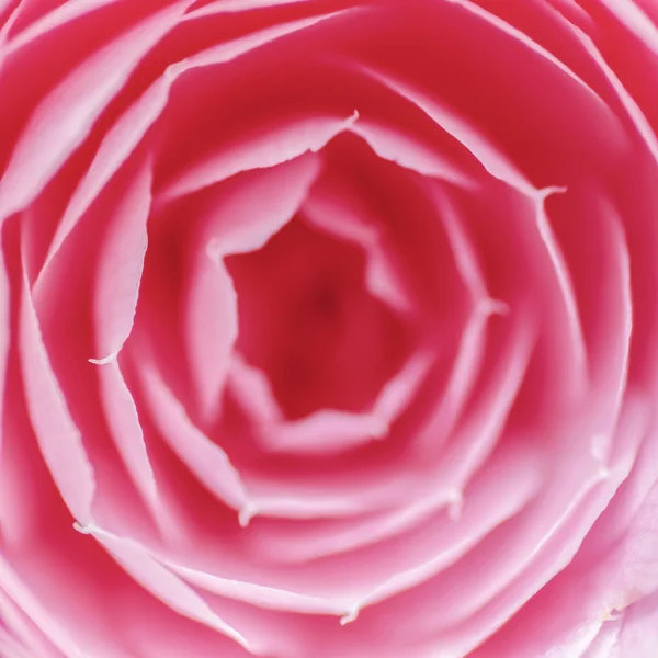 Pink Rose Macro — Stock Photo, Image