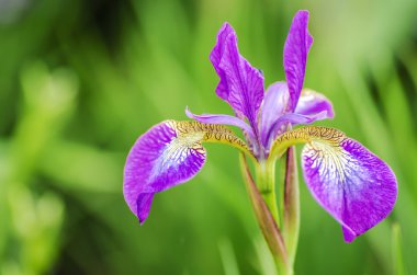 Poetic Purple Flower clipart