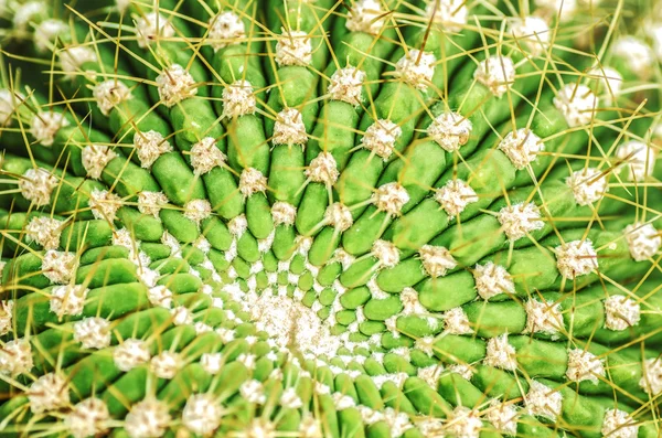 Ronde cactus — Stockfoto