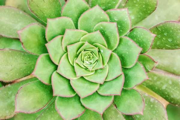 Flor verde — Foto de Stock