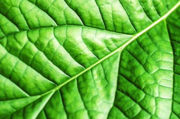 Foglia verde — Foto Stock