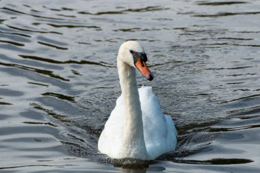 Yakın çekim, gölde yüzen bir kuğu. 