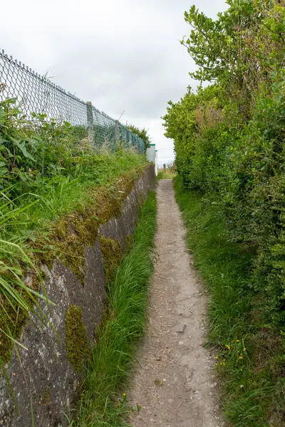 Ormana giden bir patikanın yakın görüntüsü.. 