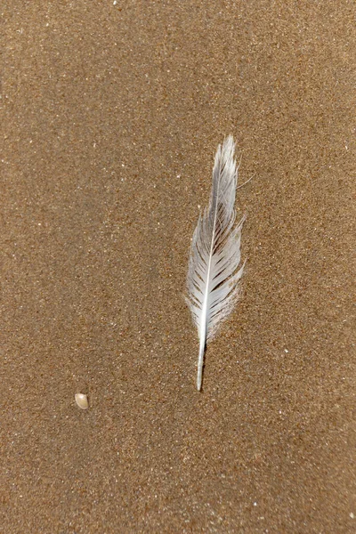 Nahaufnahme Einer Feder Auf Dem Nassen Sand Strand — Stockfoto