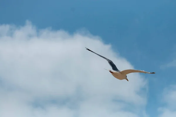 Close View Seagull Flying High Sky — Stock Photo, Image