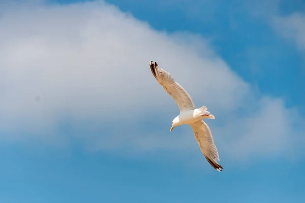 Close View Seagull Flying High Sky — Stock Photo, Image