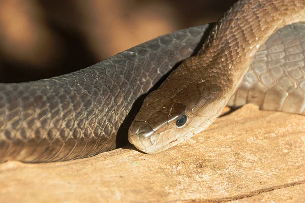 A close up view of a black mamba