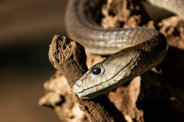 A close up view of a black mamba scratching its had on a branch.