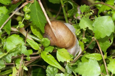 Salyangoz kabuğunun yakın görüntüsü, 