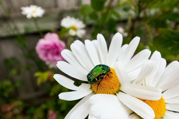 ひまわりから花粉を集める緑のカブトムシのクローズアップ — ストック写真