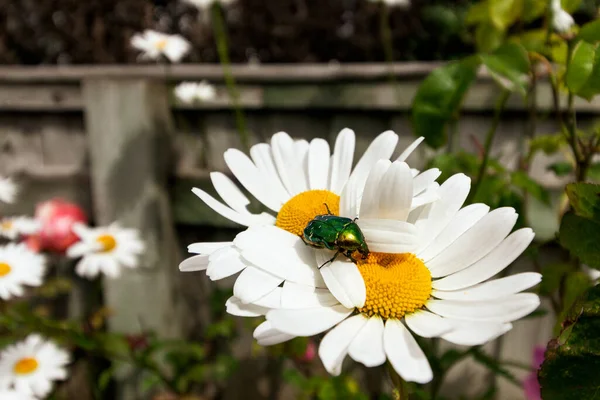 ひまわりから花粉を集める緑のカブトムシのクローズアップ — ストック写真