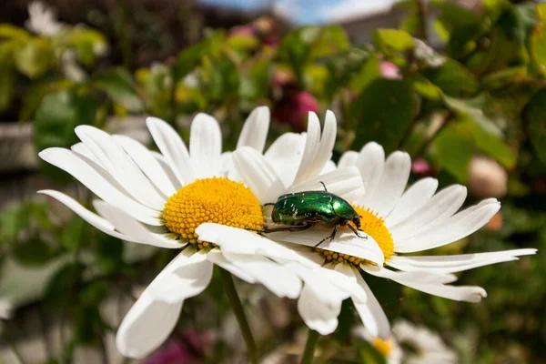 ひまわりから花粉を集める緑のカブトムシのクローズアップ — ストック写真