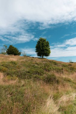 A view of a tree high up on the side of a hill 
