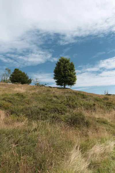 A view of a tree high up on the side of a hill 