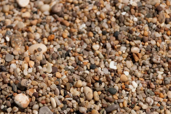 A close up view of peddles through the clear ocean water