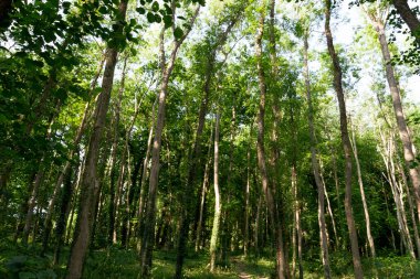 A close up view of tall trees in a public forest