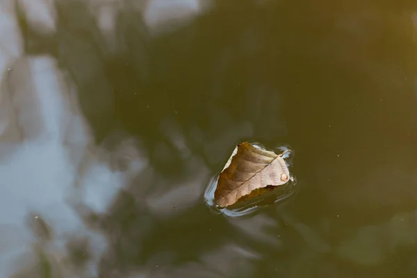 Close View Dead Leaf Has Fallen Lake — Stockfoto