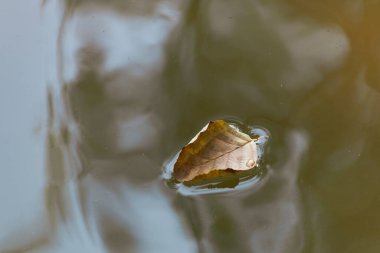 A close up view of a dead leaf that has fallen into the lake 