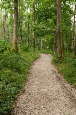 A view of a path way leading though the forest 