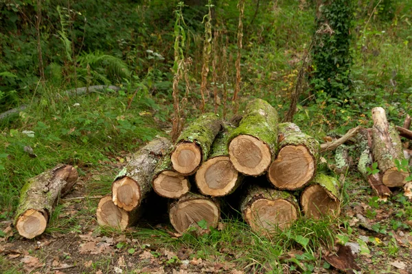 Close View Freshly Cut Logs Large Open Forest — Foto Stock